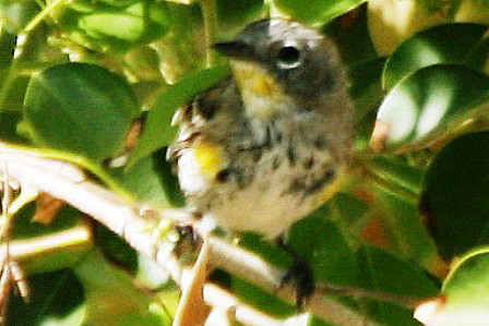 Yellow-rumped Warbler (Audubons, first spring)
