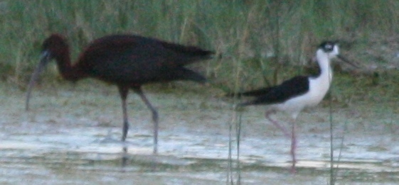 Glossy Ibis or hybrid
