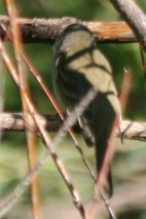 Traill's Flycatcher, eastern Colorado 15 June 2010