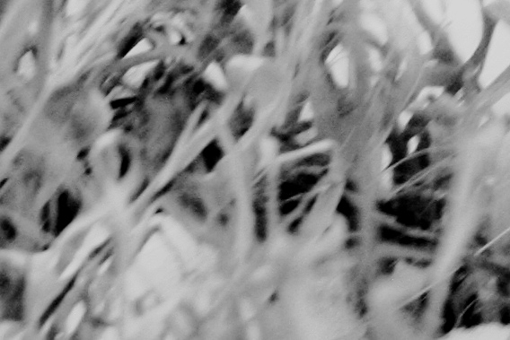 Grasshopper Sparrow, Larimer County, Colorado13 November 2010