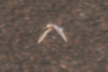 o4/83/612483/1/130566364.otvXiylx.ROGO131.JPG