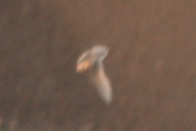 Ross's Gull, Arapahoe County, Colorado 19 November 2010
