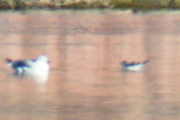 Little Gull at Windsor Lake, Weld County, Colorado, 2 Dec 2012