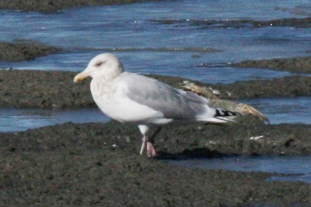 Adult Thayer's Gull