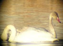 Head smaller than the Trumpeter's head