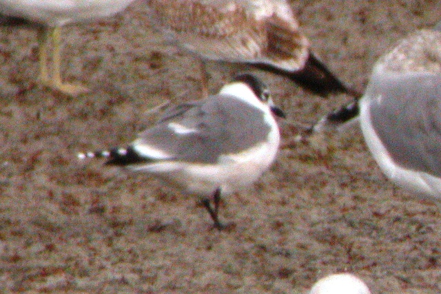 Franklins Gull (adult basic)