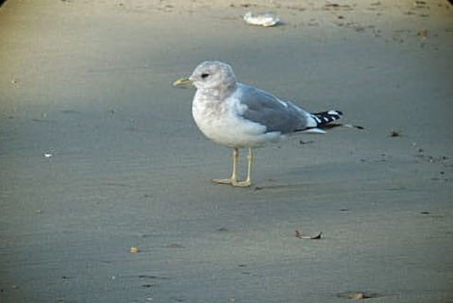 Mew Gull (adult basic)