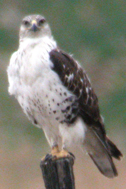 Ferruginous Hawk (juv female)