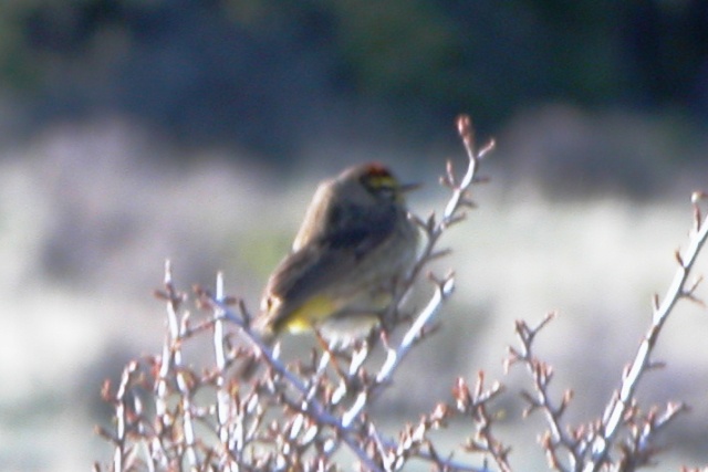 Palm Warbler in Estes Park