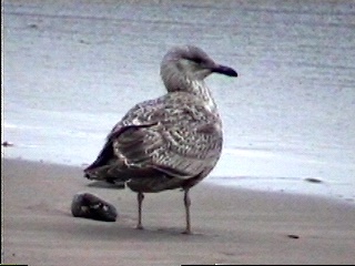 Mystery Gull K - possible Slaty-backed Gull