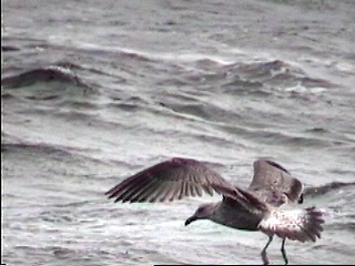 Pict0033.JPG