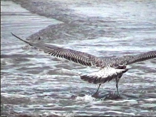 Pict0037.JPG