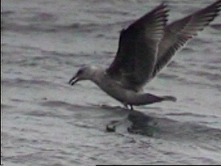 Pict0051.JPG