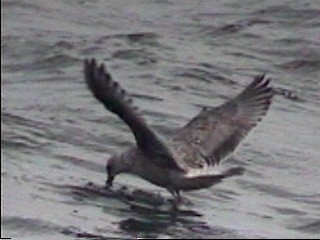 Pict0052.JPG