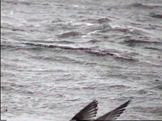 Pict0053.JPG