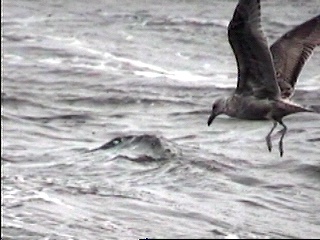 Pict0054.JPG