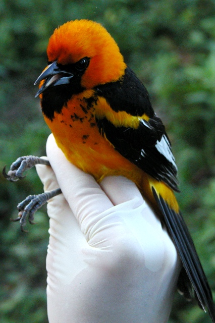 Spot-breasted Oriole (Icterus pectoralis)