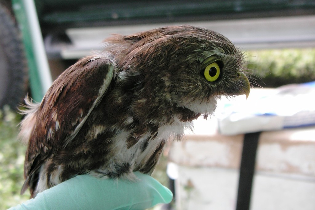 Ferruginous Pygmy-Owl (Glaucidium brasilianum)