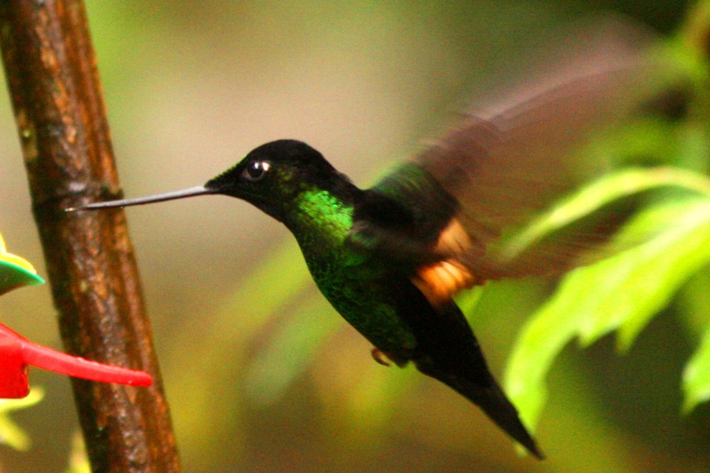 Buff-winged Starfrontlet male