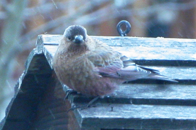 Brown-capped Rosy-Finch  (Ad female)