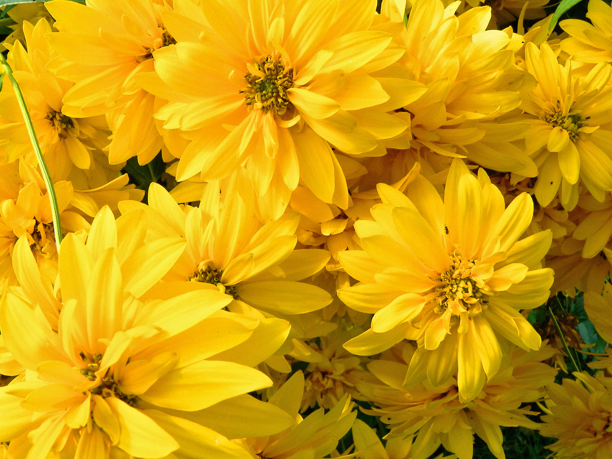 Rudbeckia