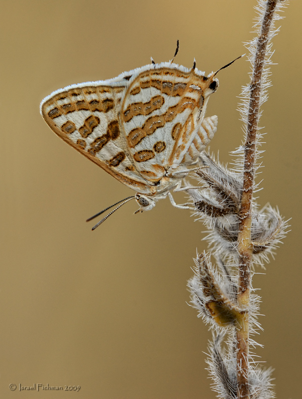 Apharitis acamas acamas.