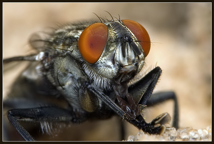 The fly.
