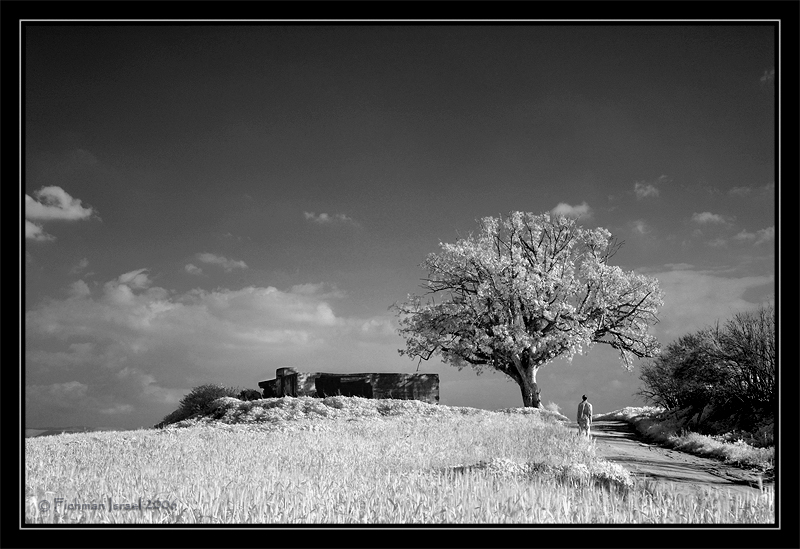 DSC_40277.jpg