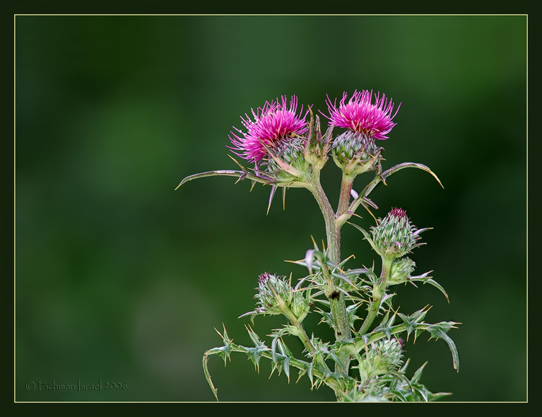 Thistle.