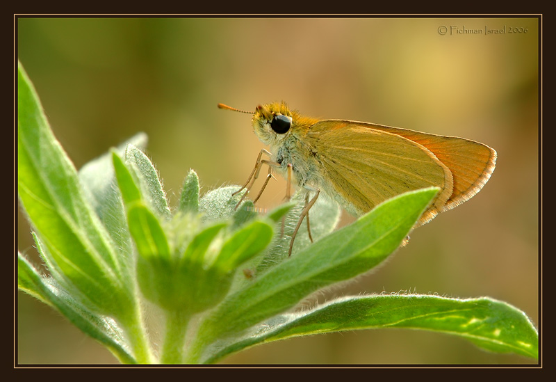 Thymelicus sylvestris Syriaca.