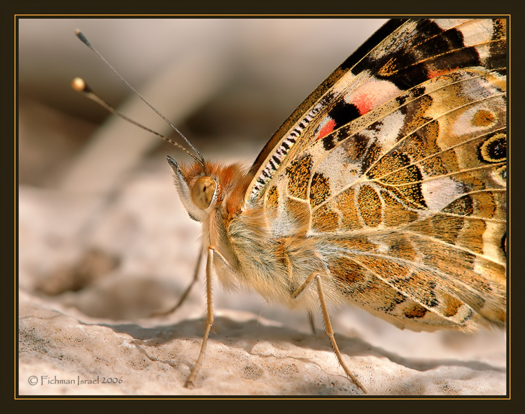 Vanessa cardui cardui.
