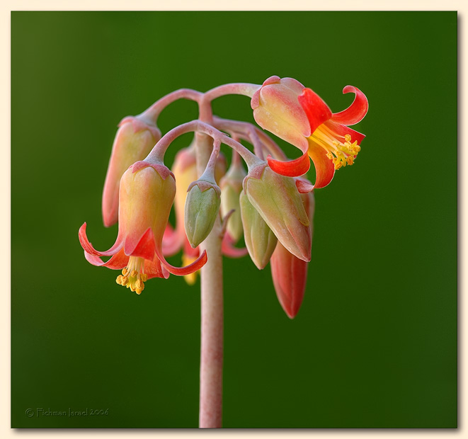Cotyledon orbiculata.