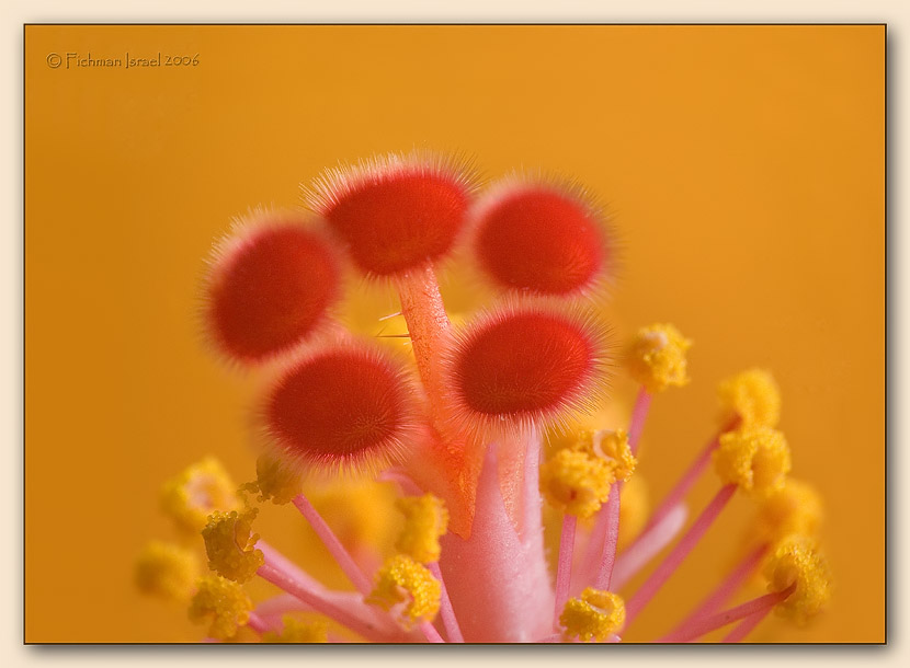 Hibiscus