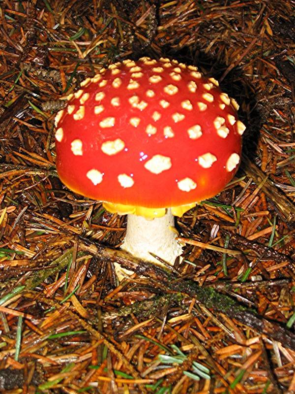 Toad stool along the Oregon coast