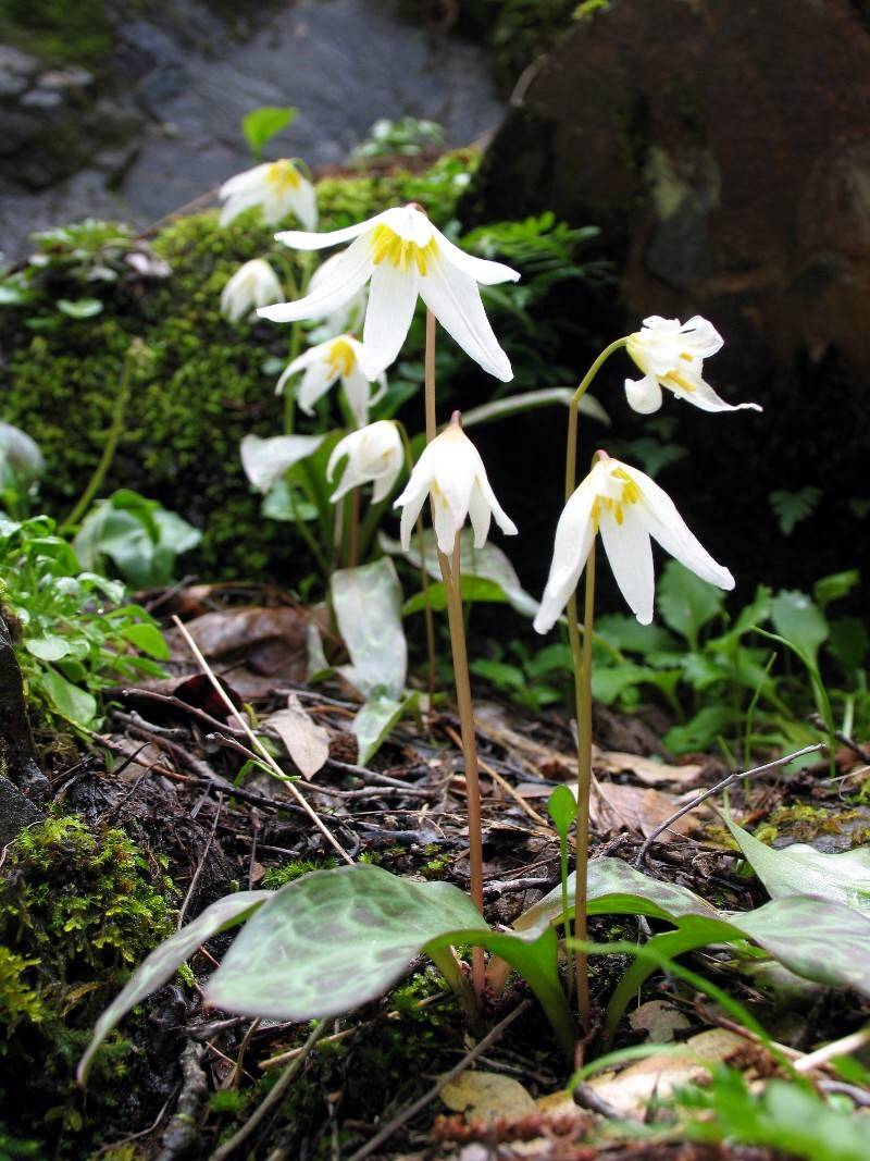 Trout lily (Erythronium revoltum)