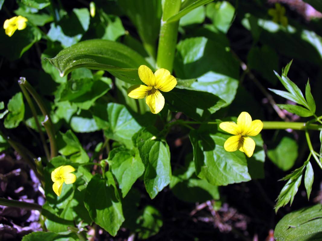 Cliff flower 1