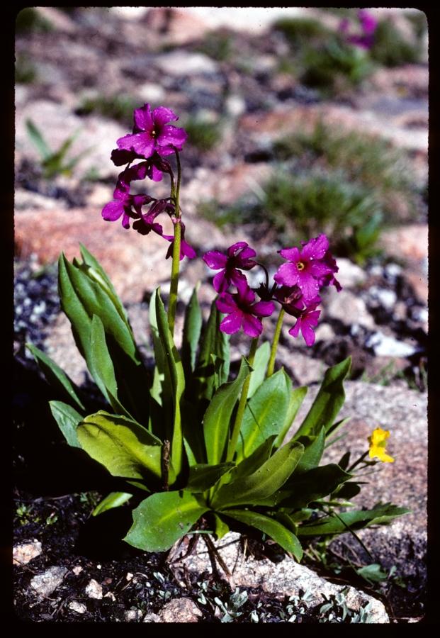 Wind River range Purple flower