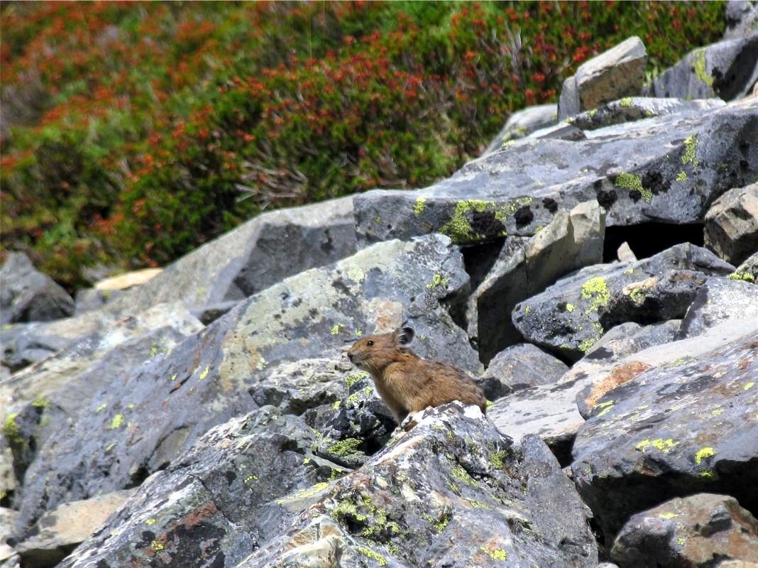 Chikamin ridge pika