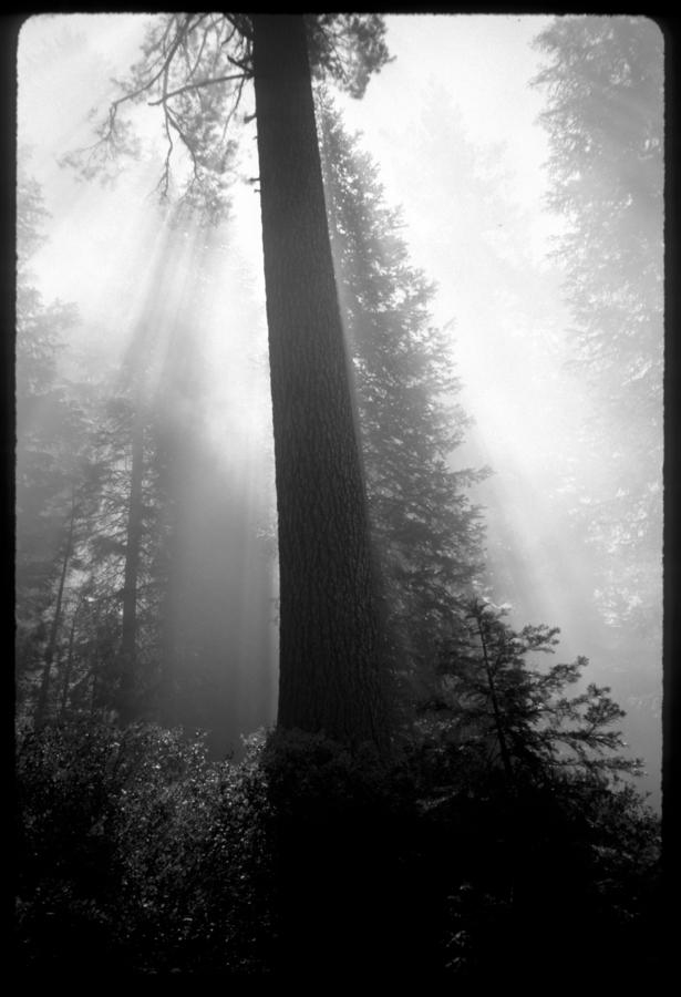 Forest Smoke and Light