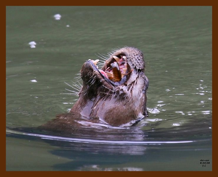 river-otter 8-24-08 4d034b.JPG