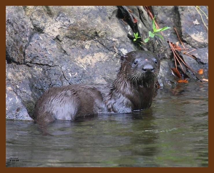 river-otter 8-8-08 4d727b.JPG