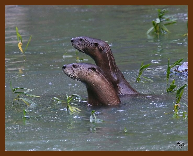 river-otter 9-8-08 4d127b.JPG