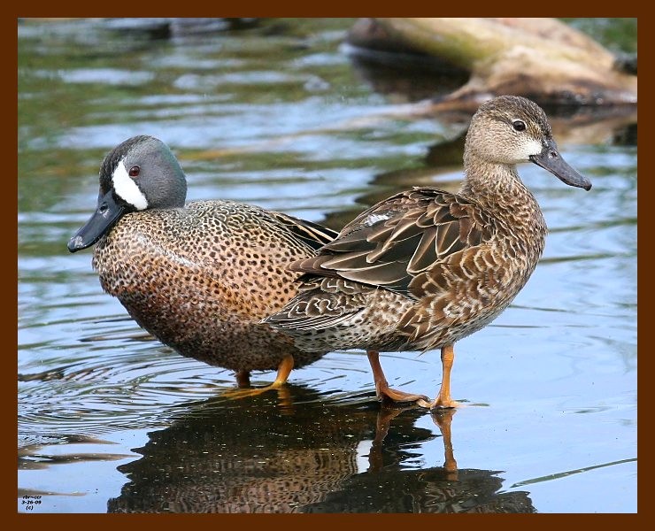 teal-blue-winged 3-26-09 4d084b.JPG