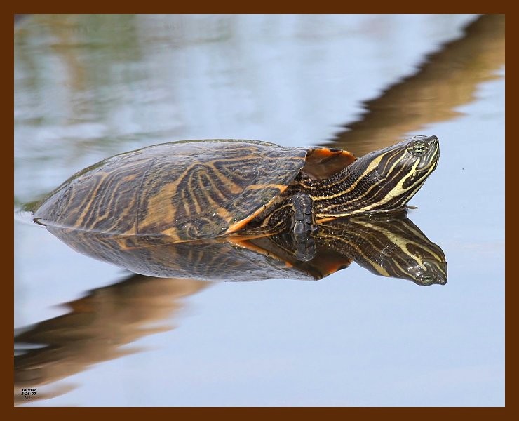 turtle-cooter 3-26-09 4d038b.JPG