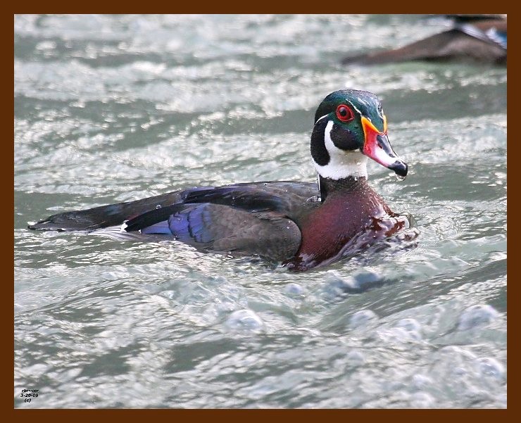 wood-duck 3-20-09 4d301b.JPG