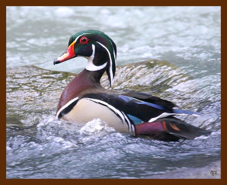 wood-duck 3-22-09 4d397b.JPG