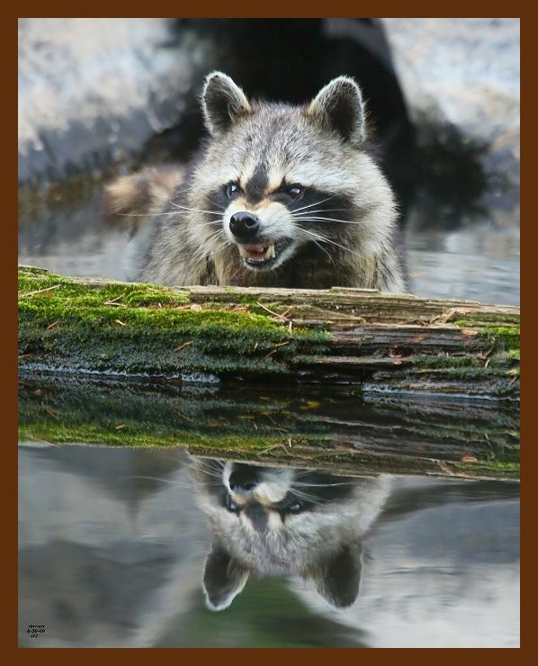 raccoon 6-30-09 4d268b.JPG