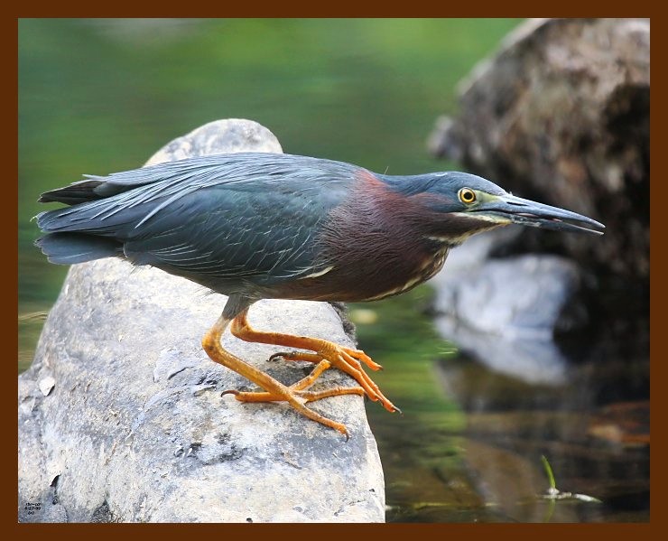heron-green 6-27-09 4d580b.JPG