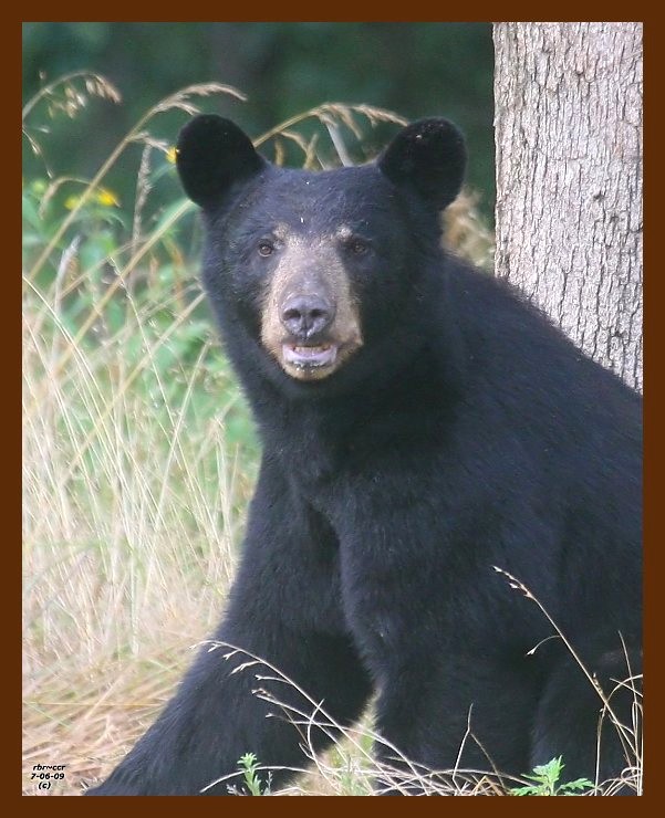 black bear 7-6-09 4d107c1b.JPG
