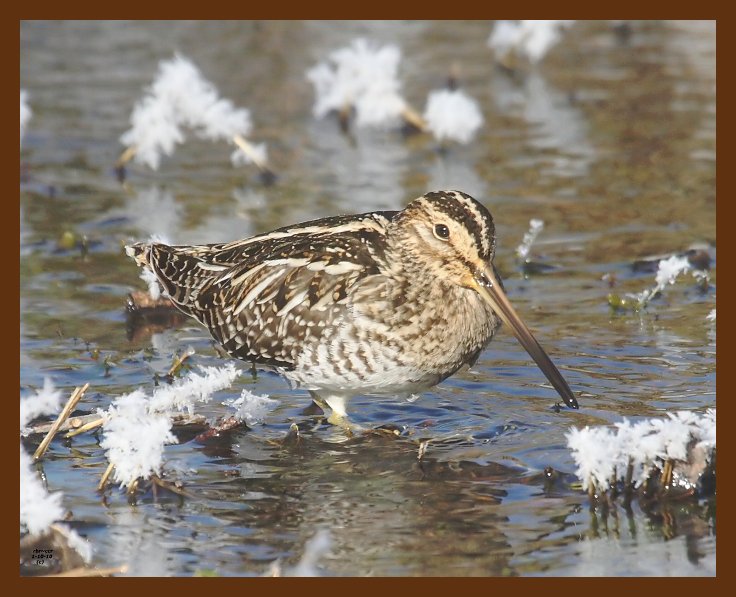snipe_1-10-10_4d480b.jpg